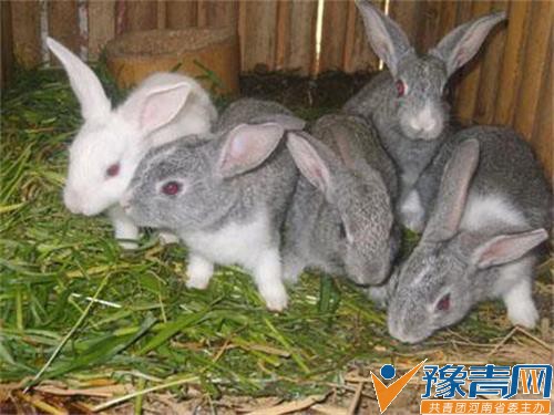 ������̰ʳ��è���������������δ���ȶס����ӡ�